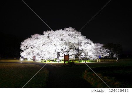 天平の丘公園　淡墨桜　ライトアップ 124620412
