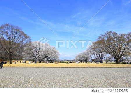 天平の丘公園 天平の花まつり 天平の丘公園 天平の花まつり 124620428