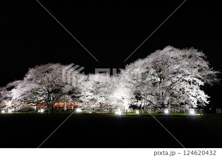天平の丘公園 淡墨桜 ライトアップ 天平の丘公園 淡墨桜 ライトアップ 124620432