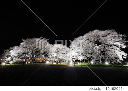 天平の丘公園　淡墨桜　ライトアップ 124620434