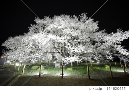 天平の丘公園　淡墨桜　ライトアップ 124620435