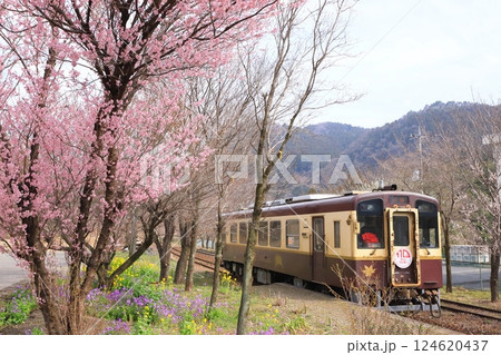 わたらせ渓谷鐵道「桜の花咲く上神梅駅と列車」 124620437