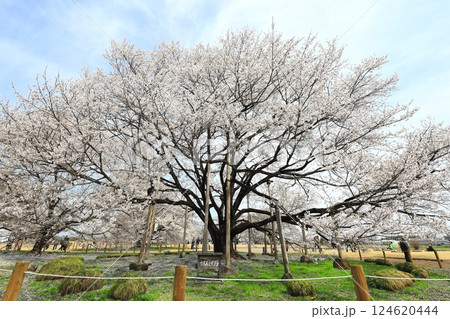 天平の丘公園　天平の花まつり　ウスズミザクラ 124620444