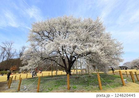 天平の丘公園　天平の花まつり 124620445