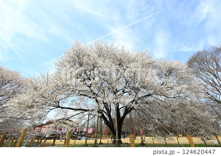 天平の丘公園　天平の花まつり 124620447