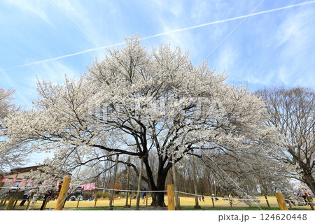 天平の丘公園 天平の花まつり ウスズミザクラ 天平の丘公園 天平の花まつり ウスズミザクラ 124620448