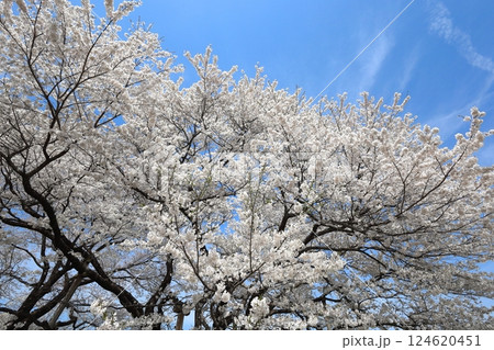 天平の丘公園 天平の花まつり ウスズミザクラ 天平の丘公園 天平の花まつり ウスズミザクラ 124620451