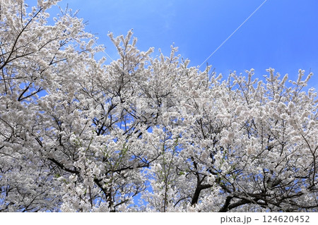 天平の丘公園 天平の花まつり ウスズミザクラ 天平の丘公園 天平の花まつり ウスズミザクラ 124620452