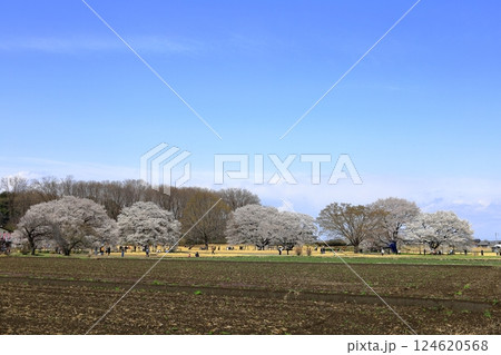 天平の丘公園　天平の花まつり　ウスズミザクラ 124620568