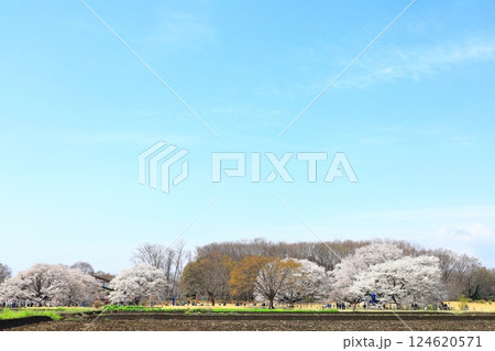 天平の丘公園　天平の花まつり 124620571