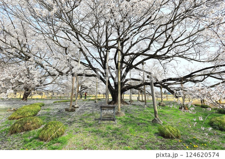 天平の丘公園　天平の花まつり　ウスズミザクラ 124620574