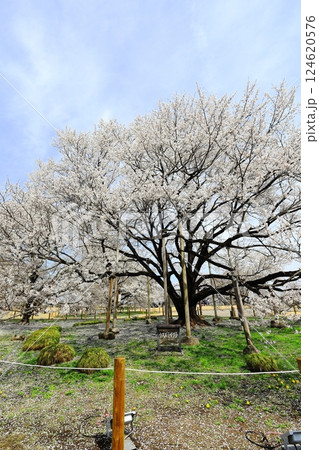 天平の丘公園　天平の花まつり　ウスズミザクラ 124620576