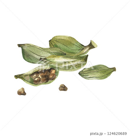 Cardamom green pods pile watercolor illustration. Hand drawn Indian spice botanical clipart, cooking and sauce ingredient. Aromatic edible herbal spice for packing,label ,menu design 124620689