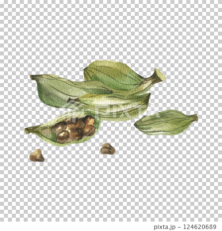 Cardamom green pods pile watercolor illustration. Hand drawn Indian spice botanical clipart, cooking and sauce ingredient. Aromatic edible herbal spice for packing,label ,menu design 124620689