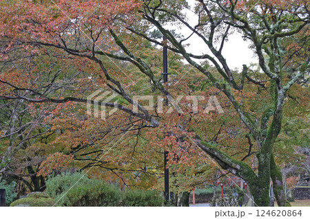 大寧寺の紅葉 大寧寺の紅葉 124620864