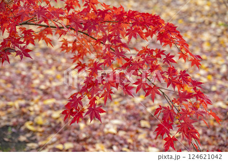 九品仏浄真寺境内の紅葉 124621042