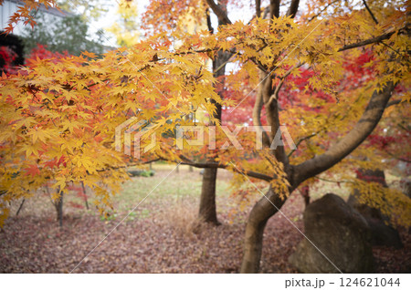 九品仏浄真寺境内の紅葉 124621044