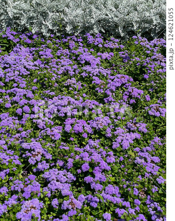 Background of purple and white flowers in spring 124621055