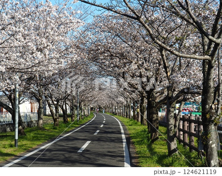 佐賀の桜 佐賀の桜 124621119