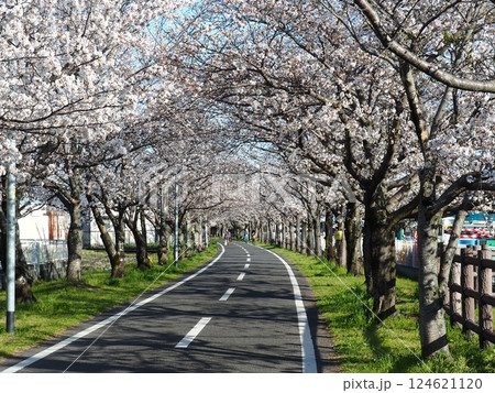 佐賀の桜 佐賀の桜 124621120