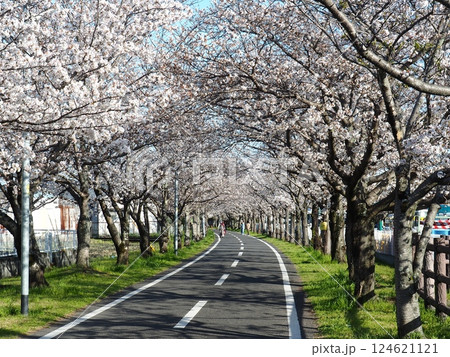 佐賀の桜 佐賀の桜 124621121
