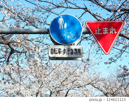 佐賀の桜 124621123