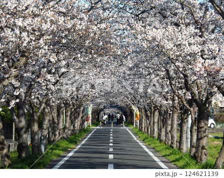 佐賀の桜 佐賀の桜 124621139