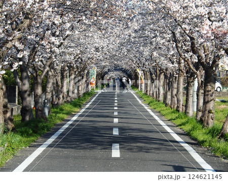 佐賀の桜 佐賀の桜 124621145