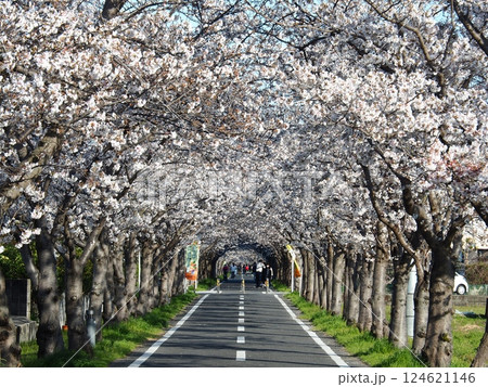 佐賀の桜 佐賀の桜 124621146