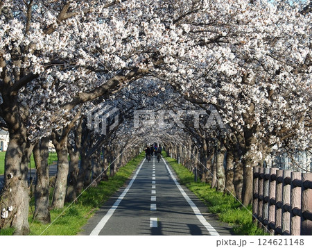 佐賀の桜 124621148