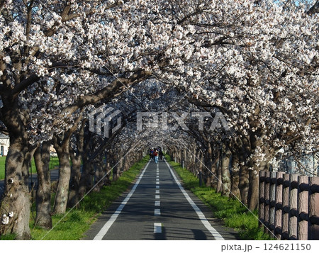 佐賀の桜 124621150