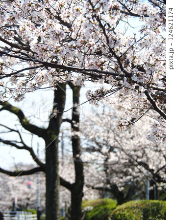 佐賀の桜 124621174