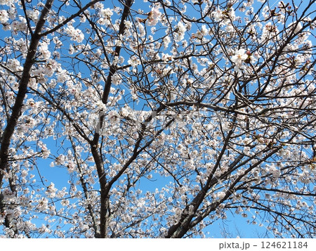 佐賀の桜 124621184