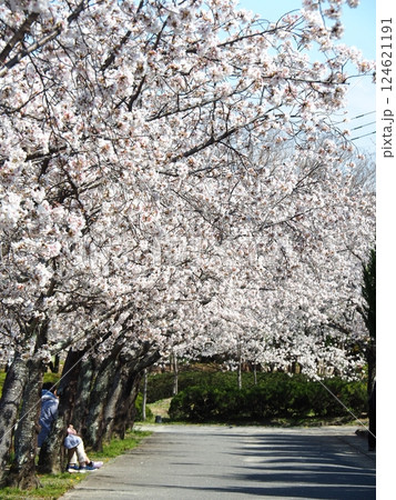 佐賀の桜 佐賀の桜 124621191