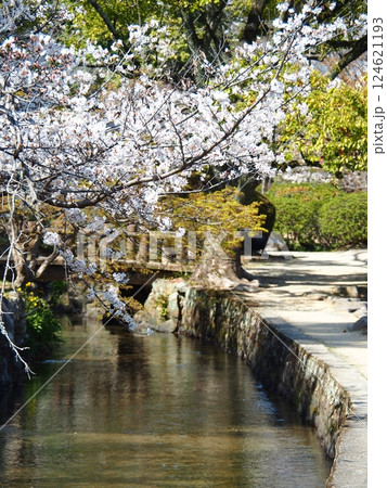 佐賀の桜 124621193