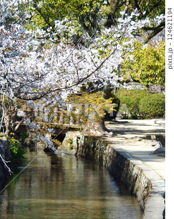 佐賀の桜 124621194