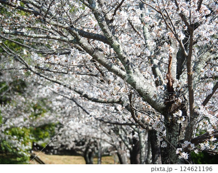 佐賀の桜 124621196