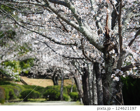 佐賀の桜 佐賀の桜 124621197