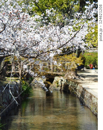 佐賀の桜 佐賀の桜 124621208