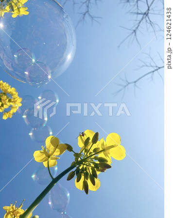 青空に浮かぶ菜の花 124621438