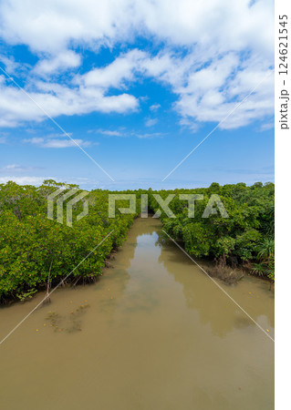 島尻バタラズマングローブ林 124621545