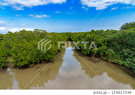 島尻バタラズマングローブ林 124621546