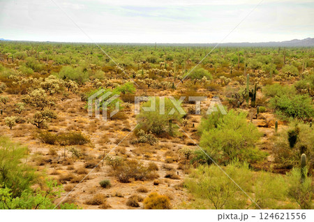 Landscape Sonora Desert Arizona 124621556