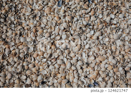 Lots of seashells as background Lots of seashells as background 124621747