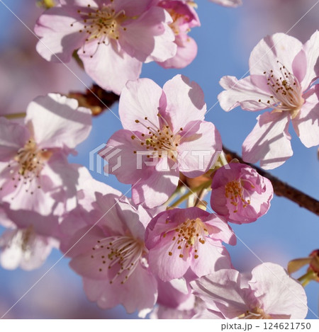 青空に映えるピンクの河津桜 鮮やか 青空に映えるピンクの河津桜 鮮やか 124621750