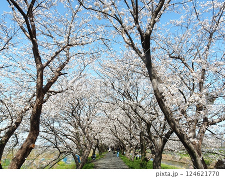うきは市の流川の桜並木 124621770