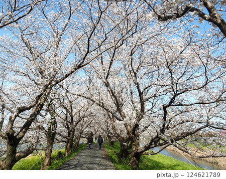 うきは市の流川の桜並木 うきは市の流川の桜並木 124621789