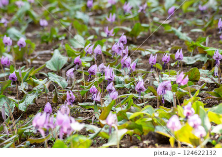 かたくりの花 かたくりの花 124622132