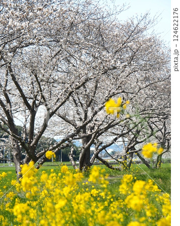 福岡の草場川の桜並木 124622176