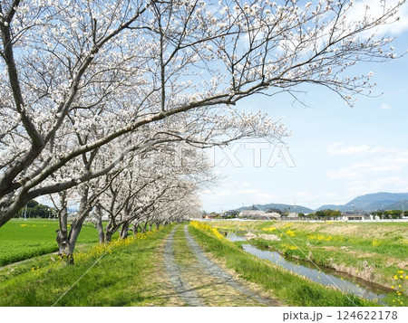 福岡の草場川の桜並木 124622178